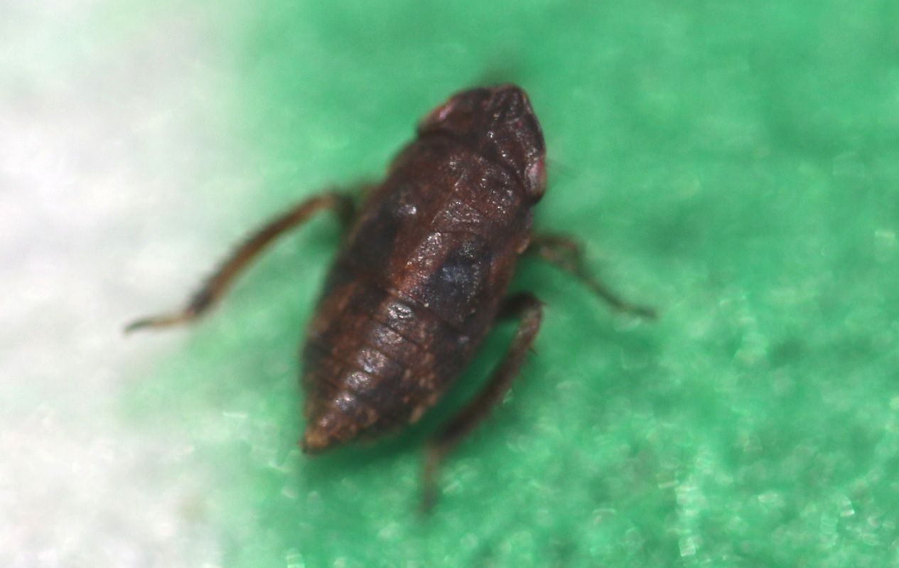 Errhomenus