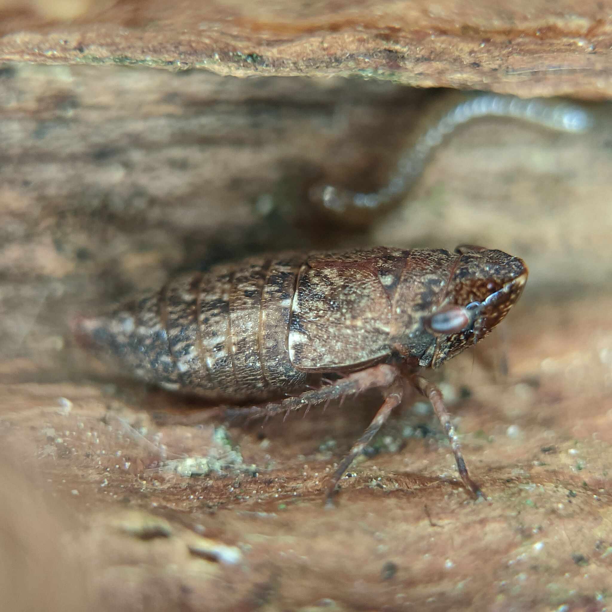 Errhomenus