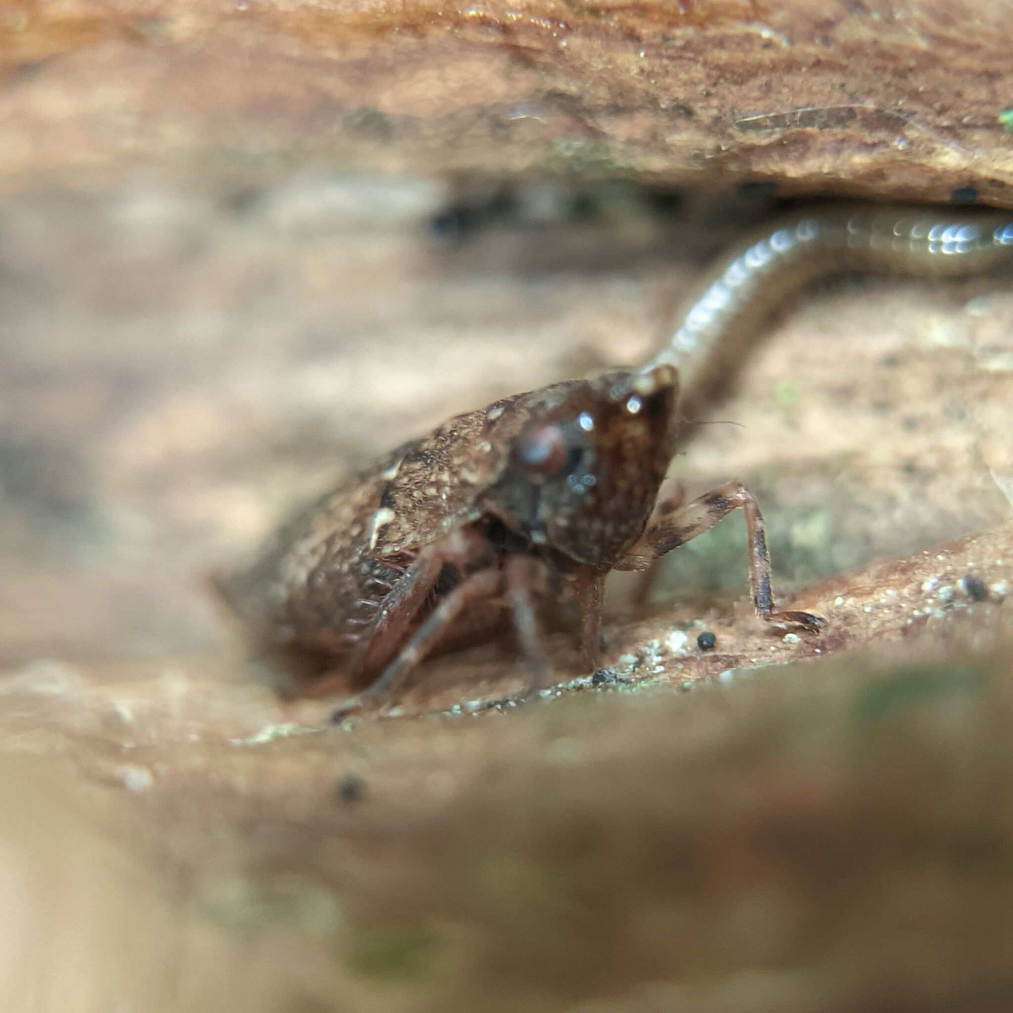Errhomenus