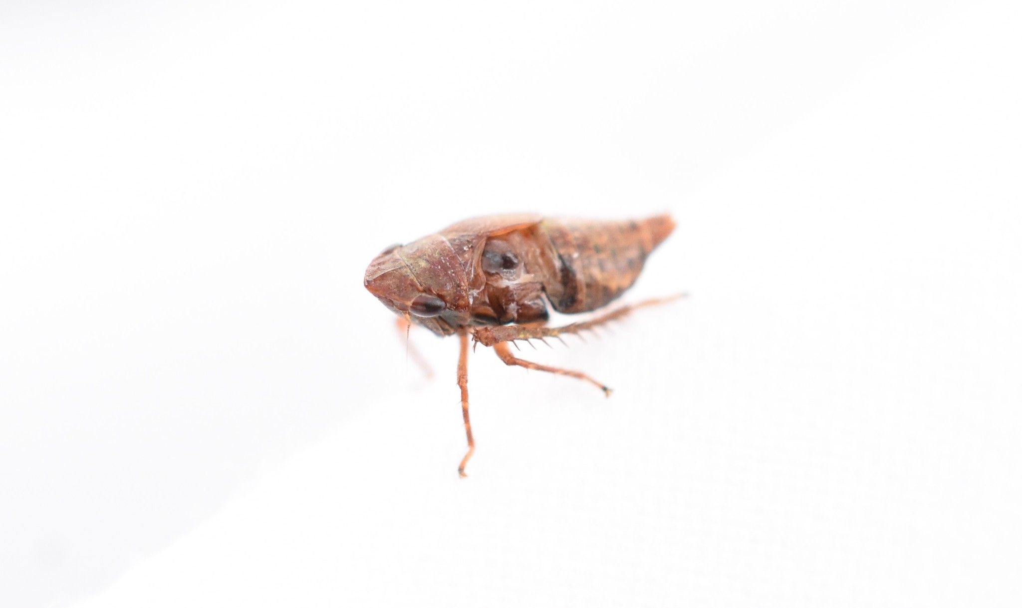 Errhomenus