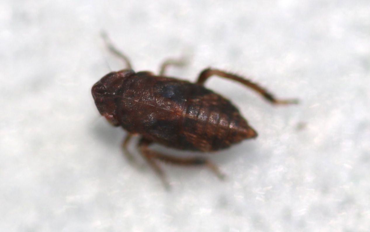 Errhomenus