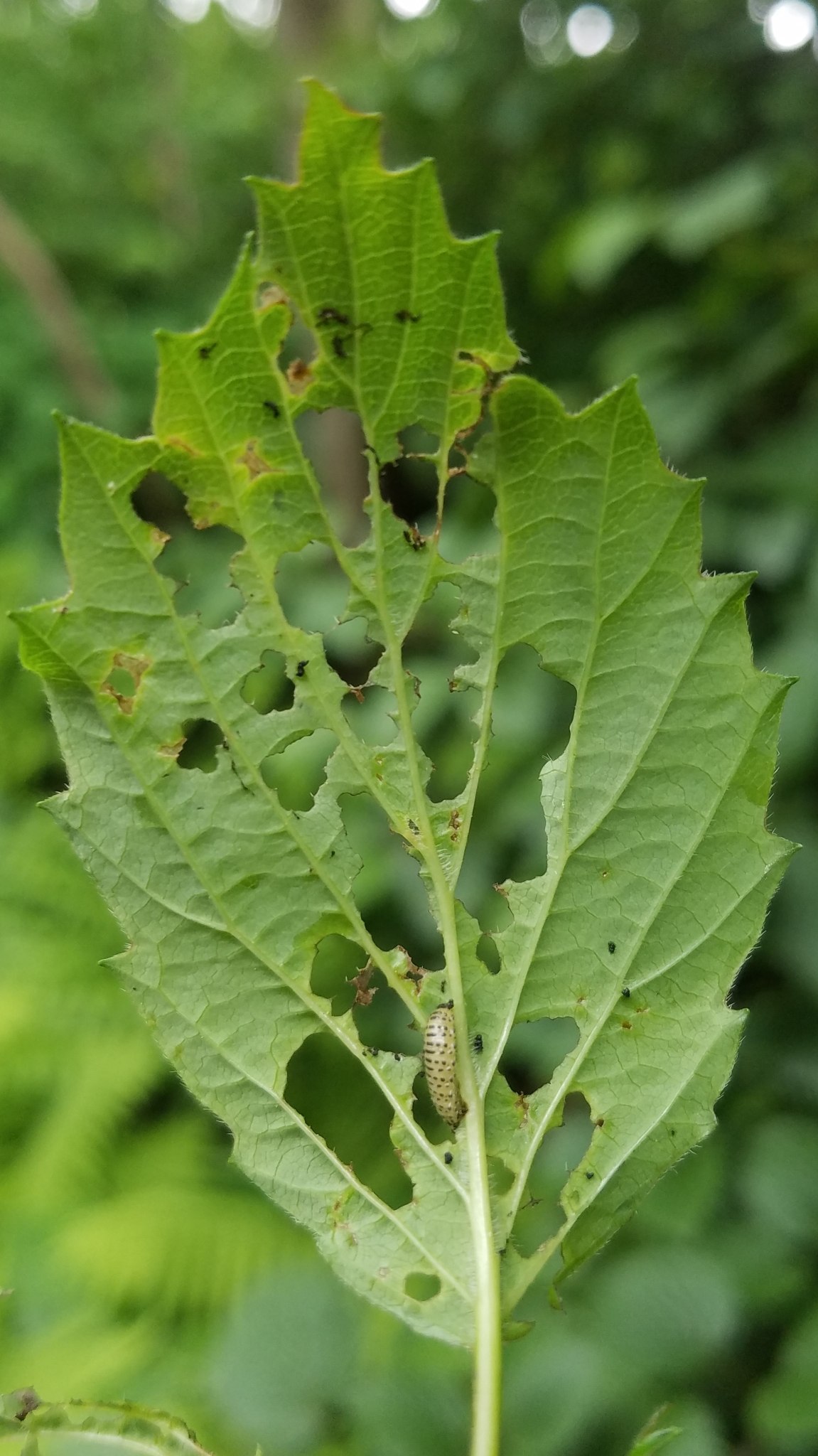 Pyrrhalta