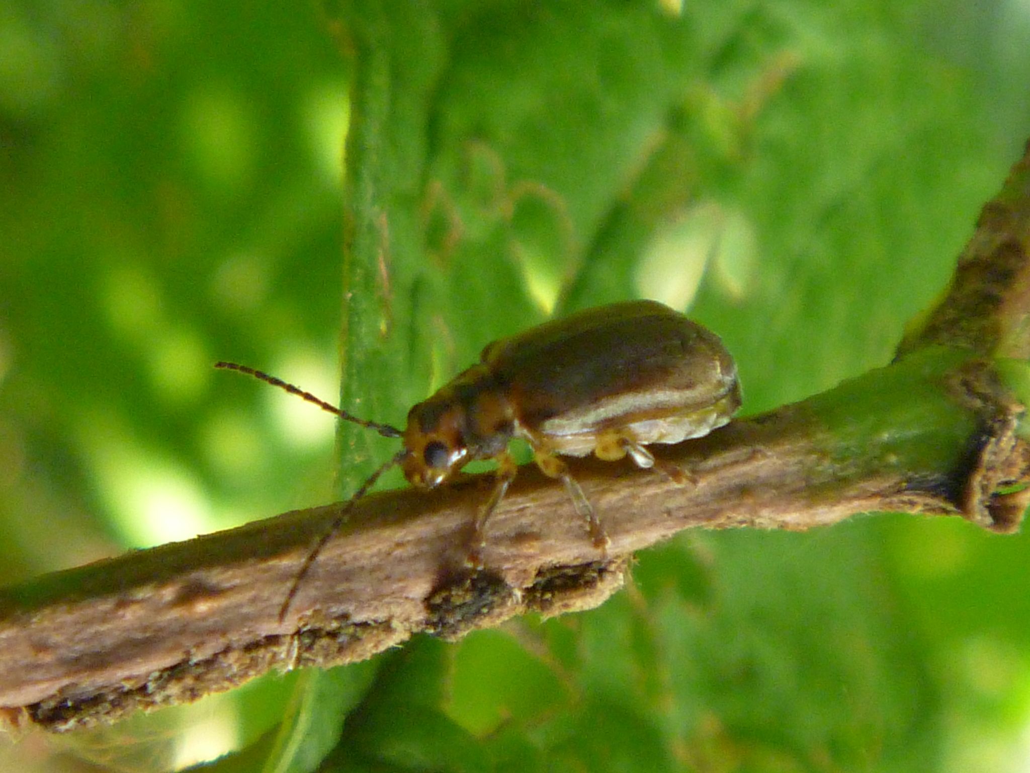 Pyrrhalta