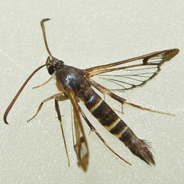 Synanthedon rhododendri