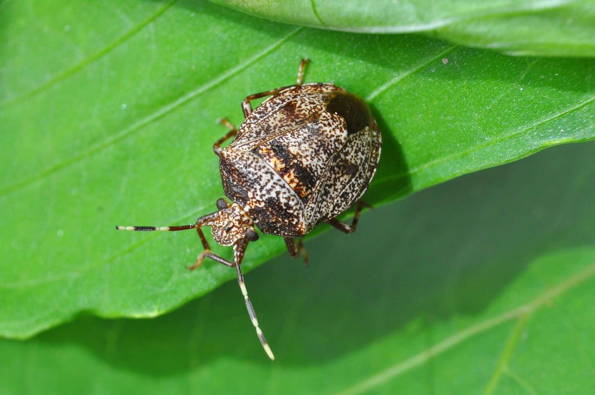 Antiteuchus