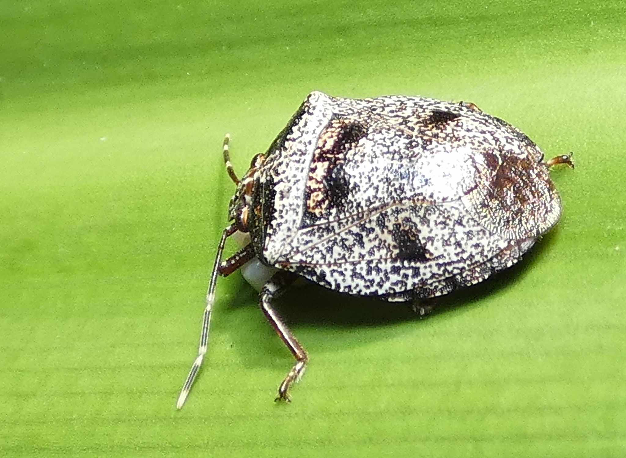 Antiteuchus