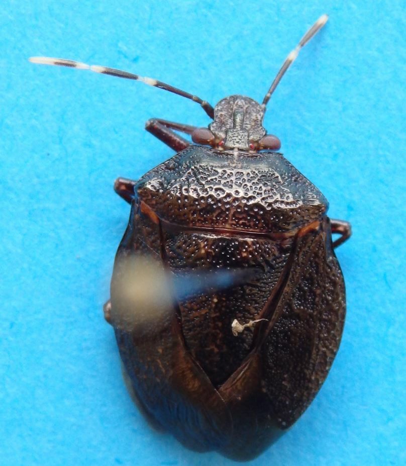 Antiteuchus