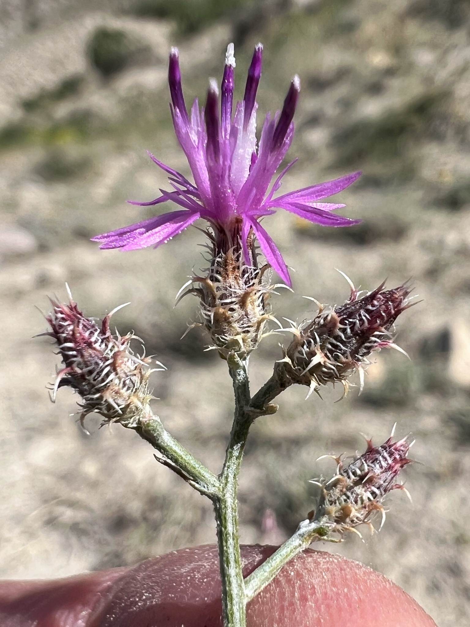Centaurea virgata