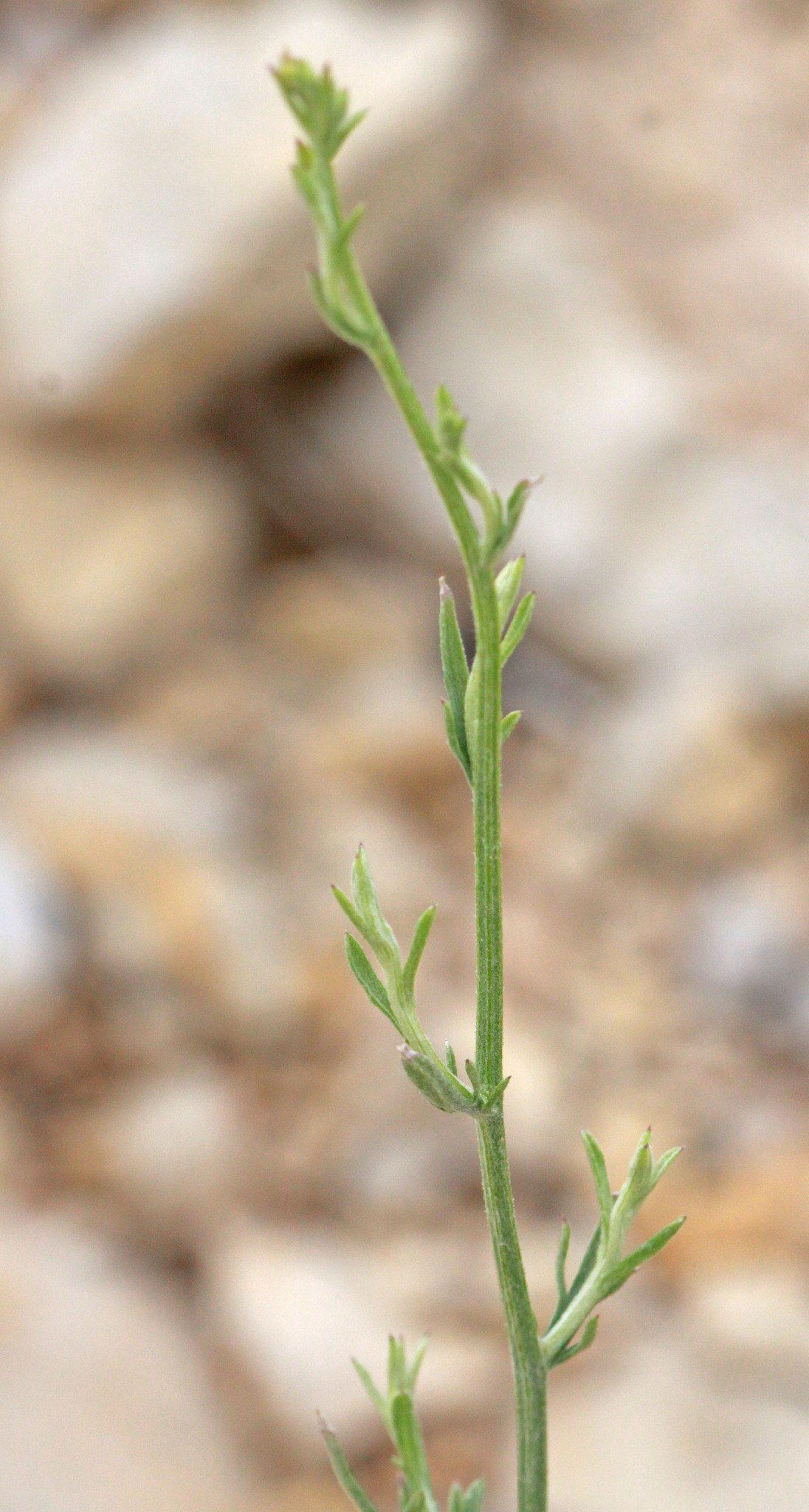 Centaurea virgata