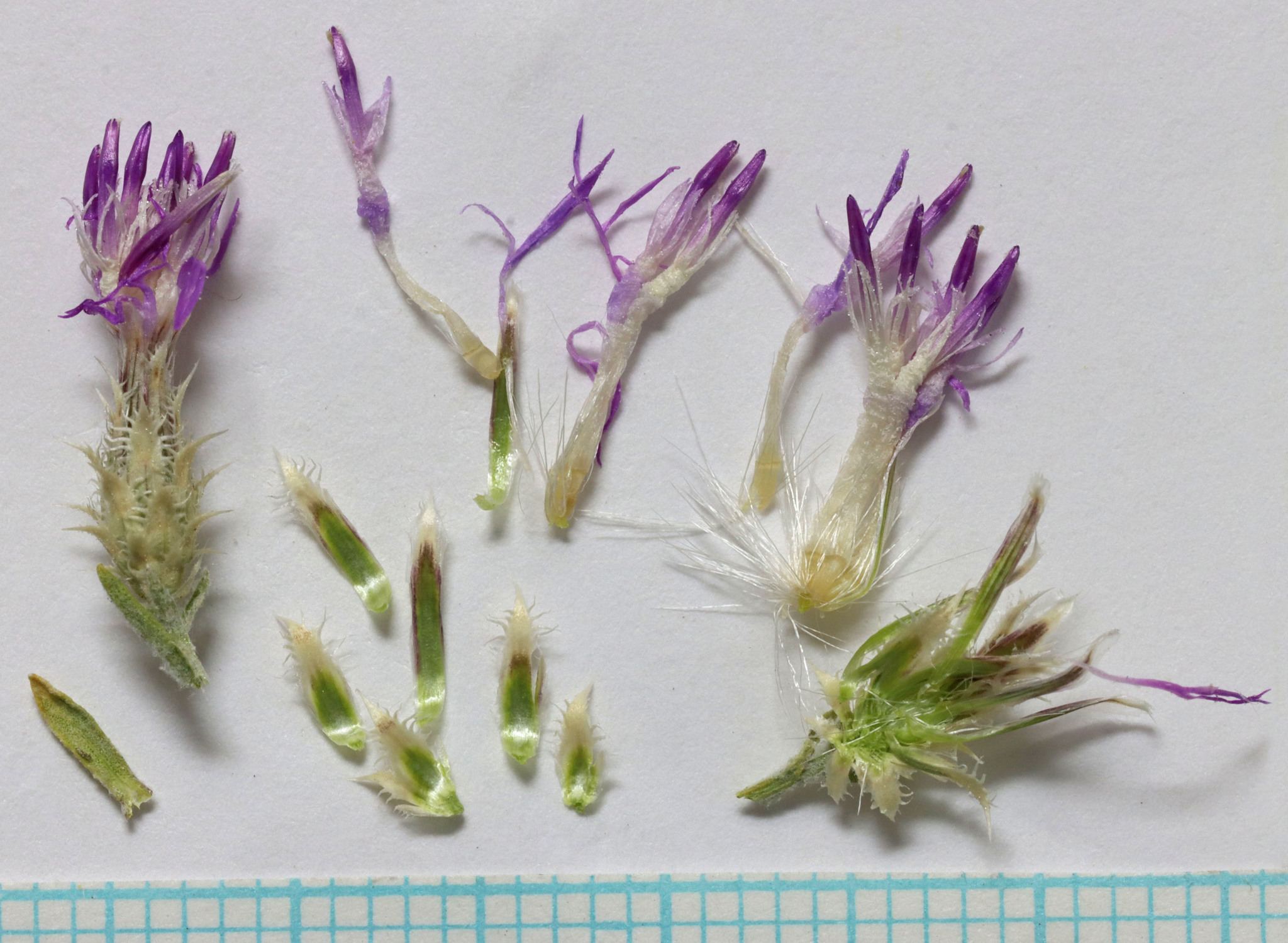 Centaurea virgata