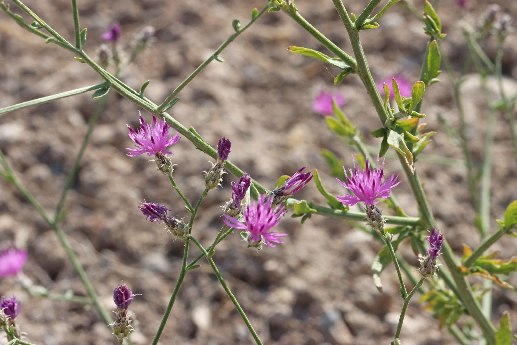 Centaurea virgata