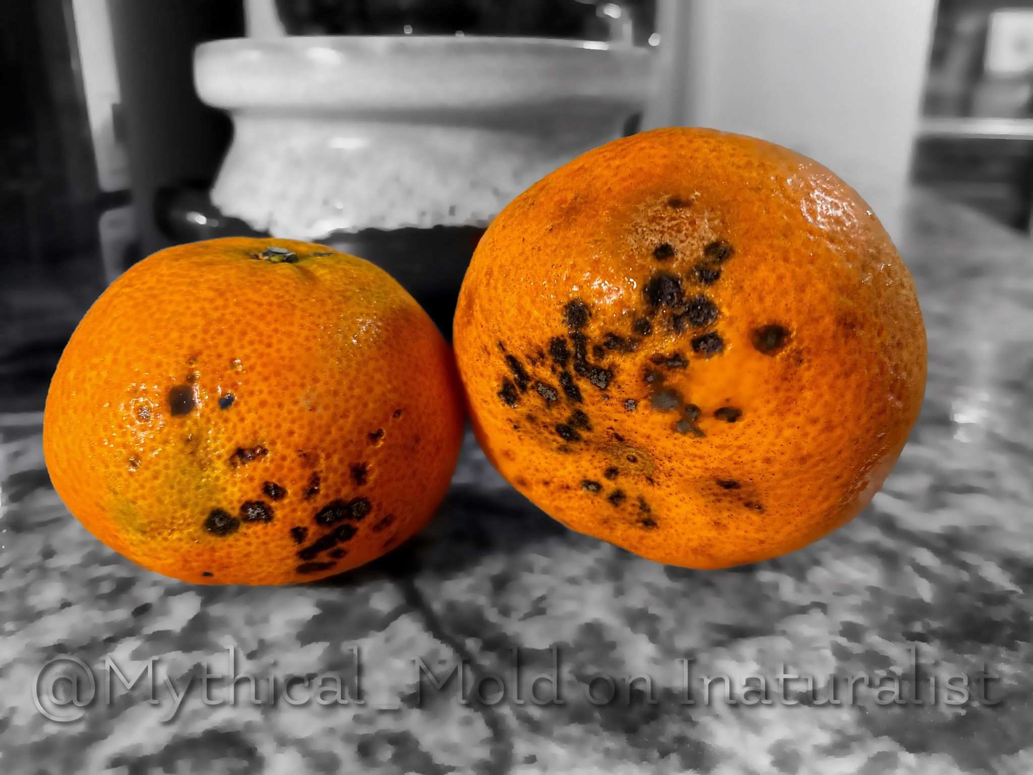 Alternaria citri