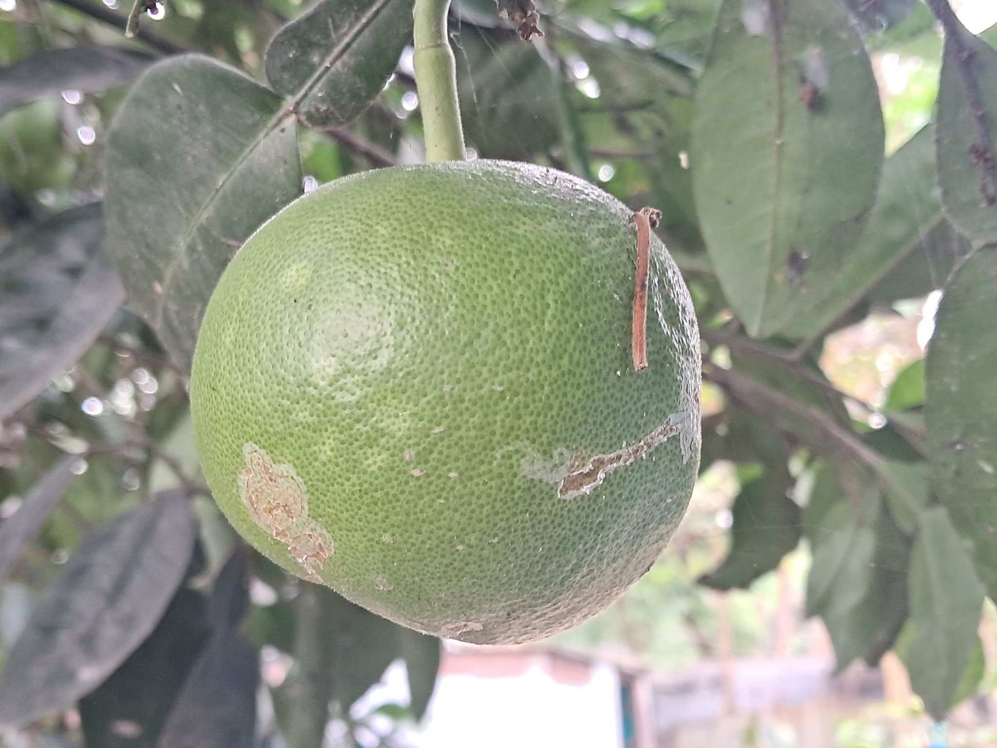 Alternaria citri