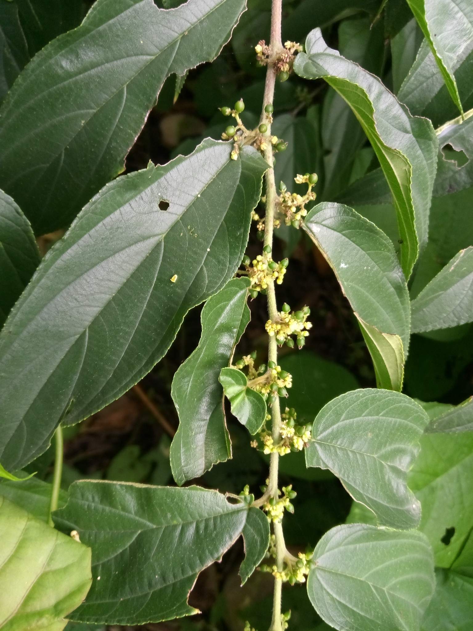 Trema micranthum