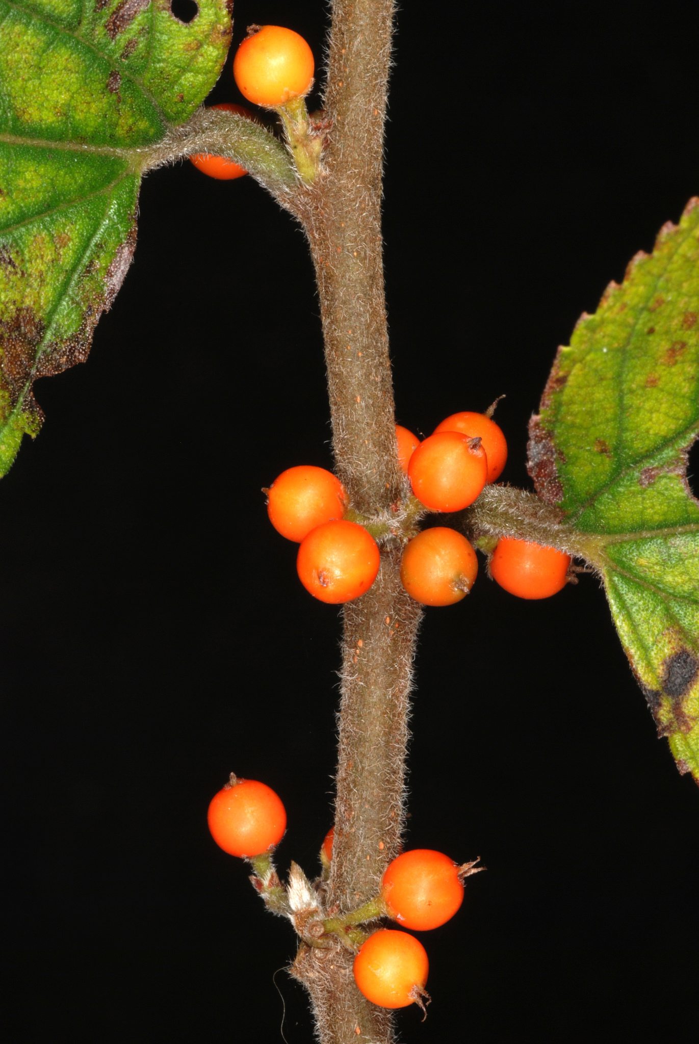Trema micranthum