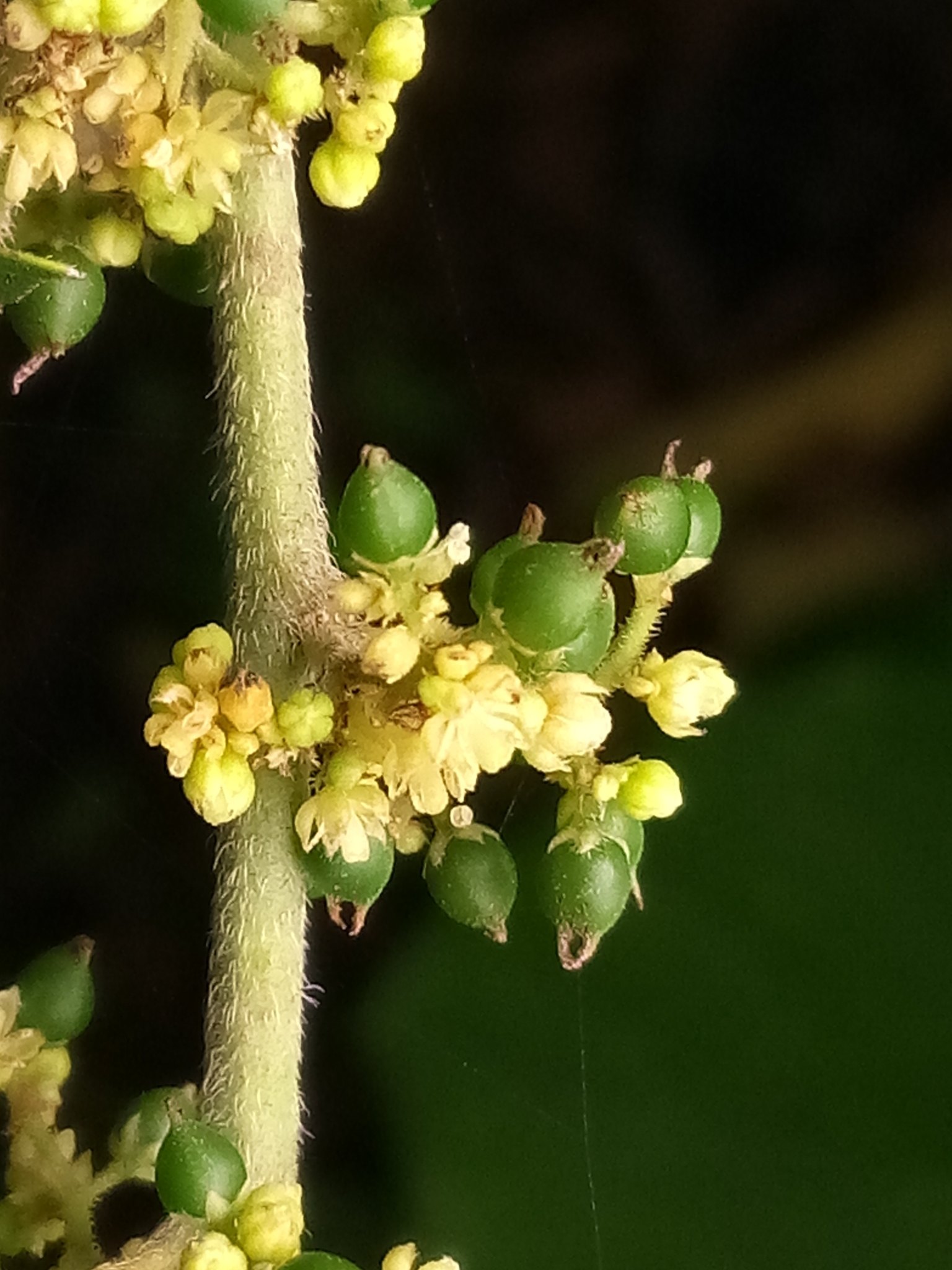 Trema micranthum