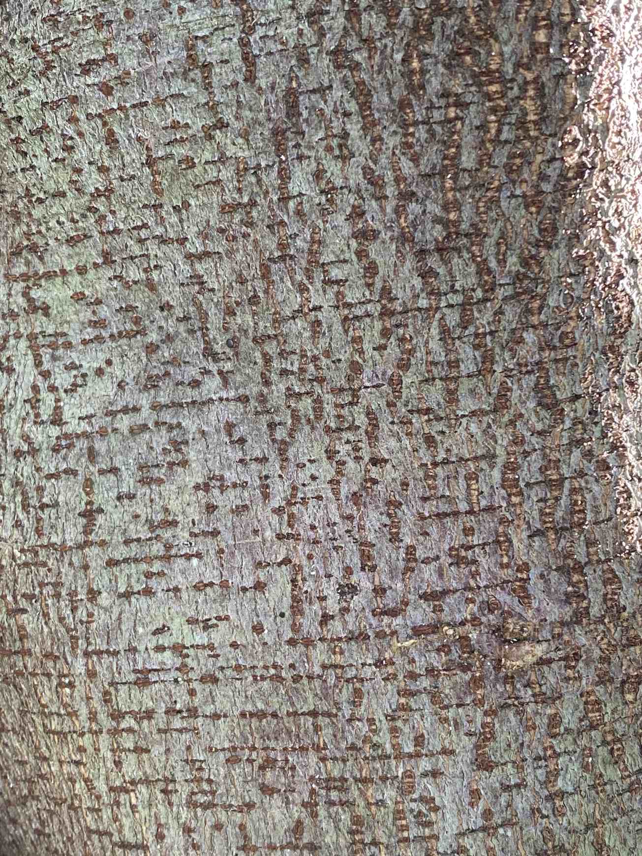 Trema micranthum