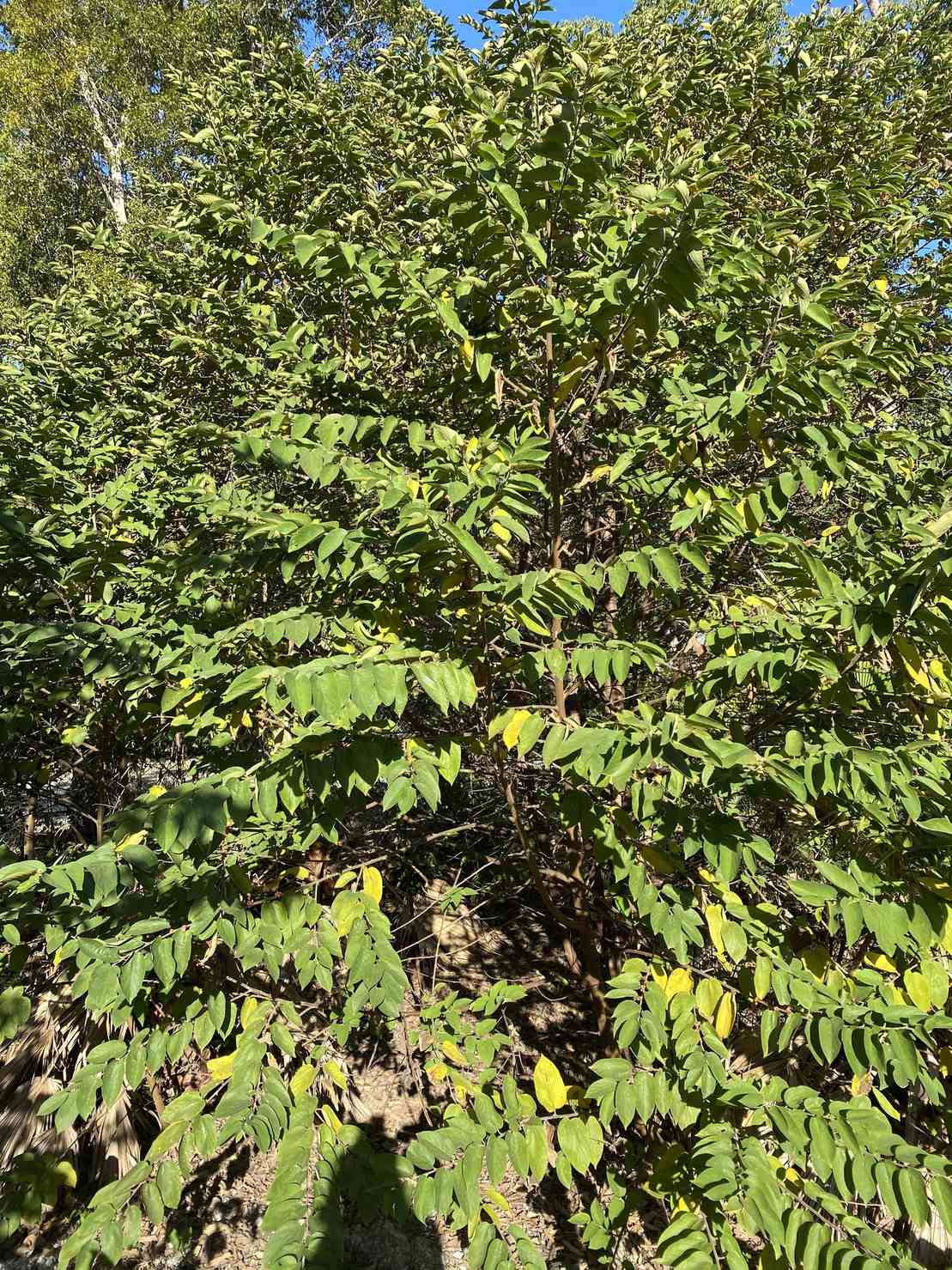 Trema micranthum