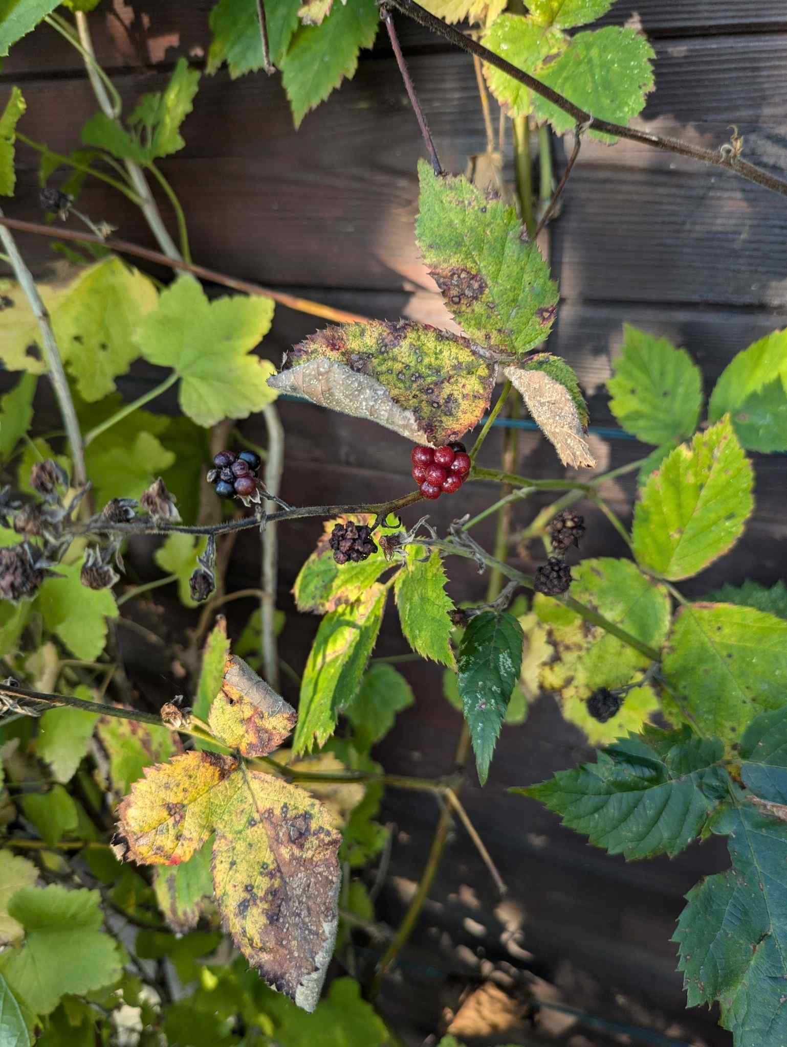 Pseudocercospora rubi