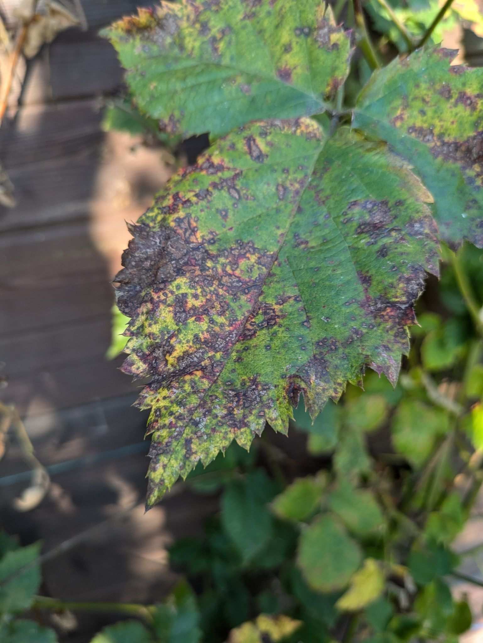 Pseudocercospora rubi