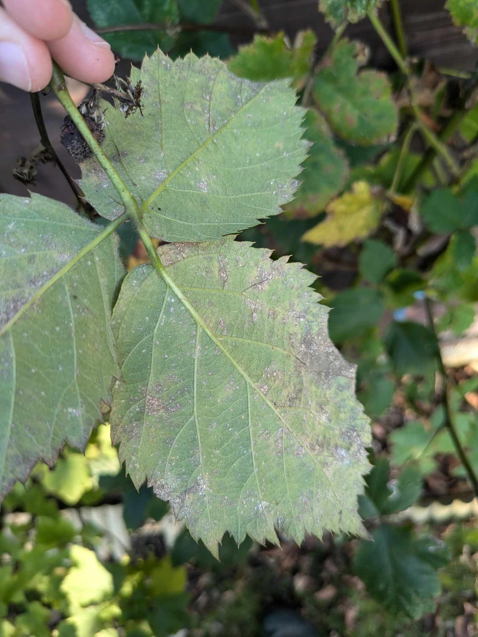 Pseudocercospora rubi
