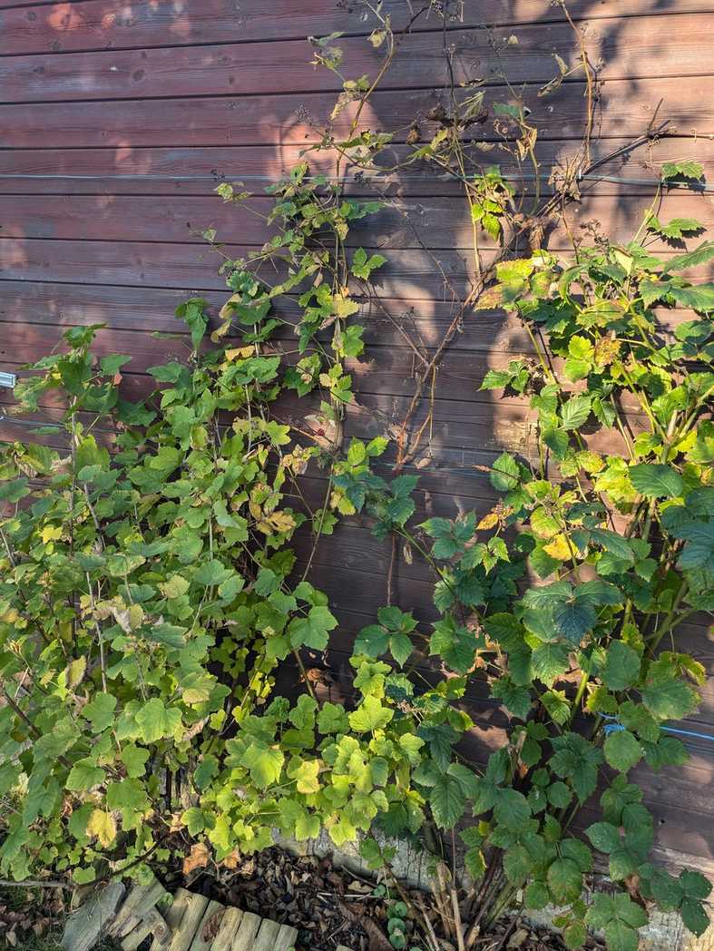 Pseudocercospora rubi