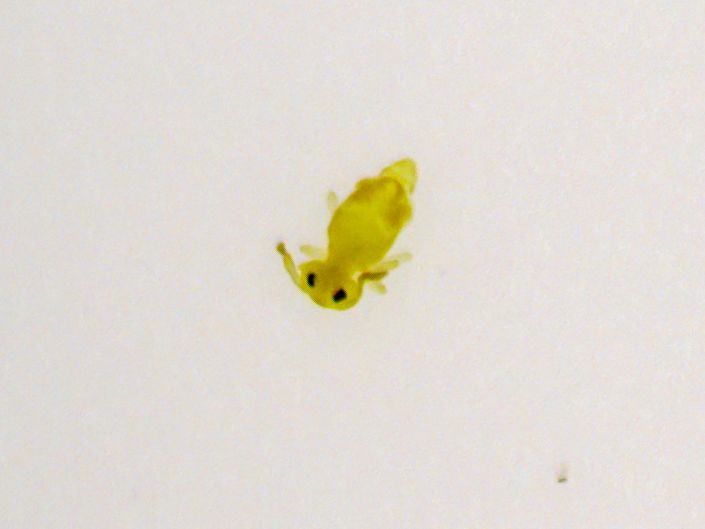 Deuterosminthurus