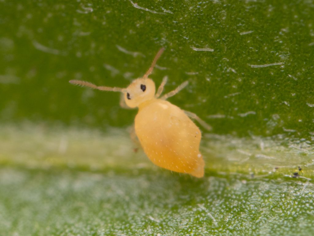 Deuterosminthurus