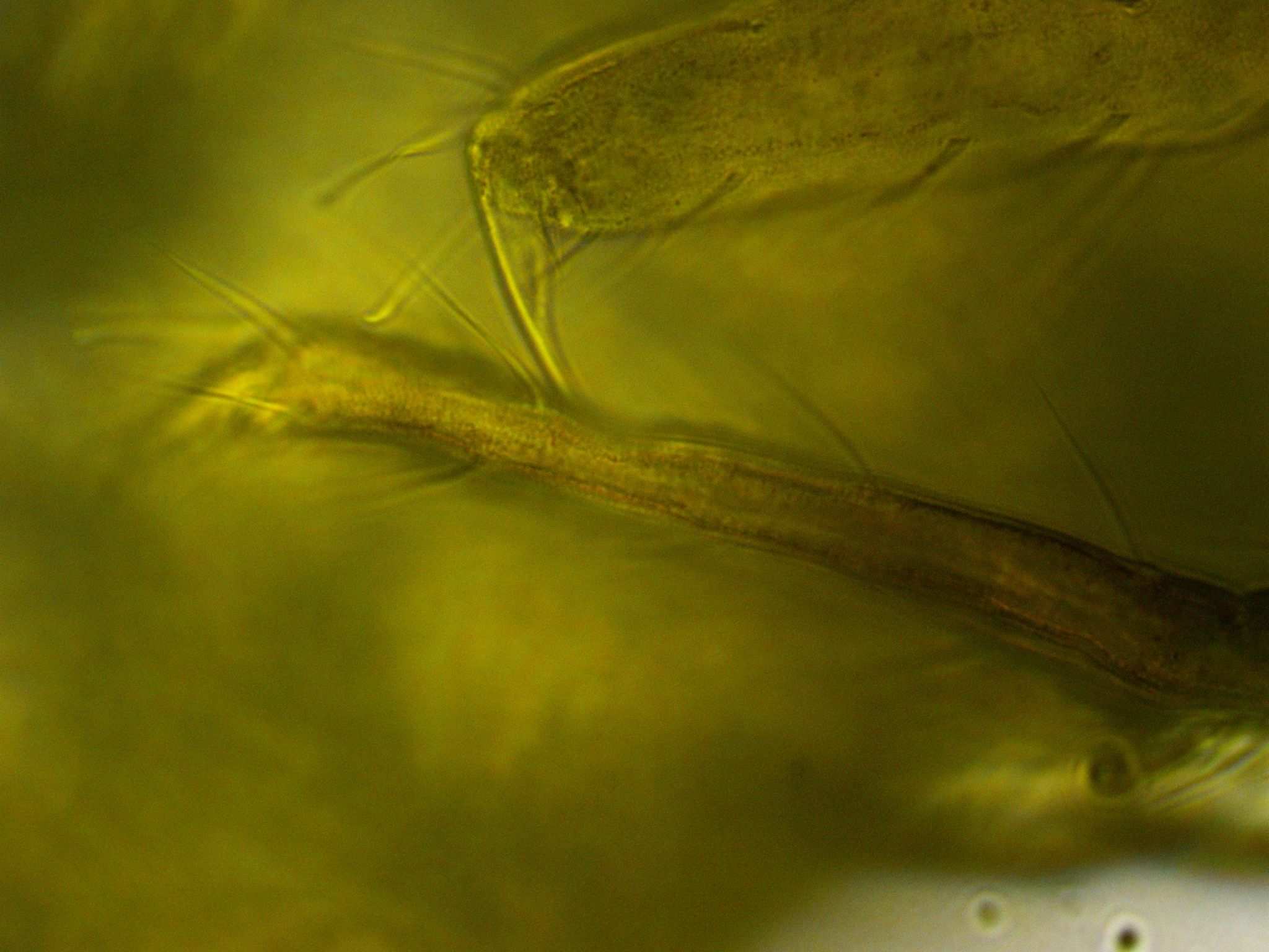 Deuterosminthurus