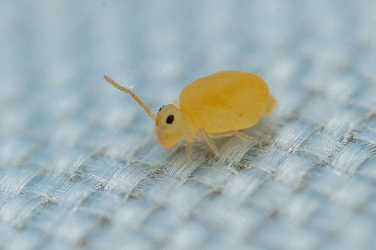 Deuterosminthurus