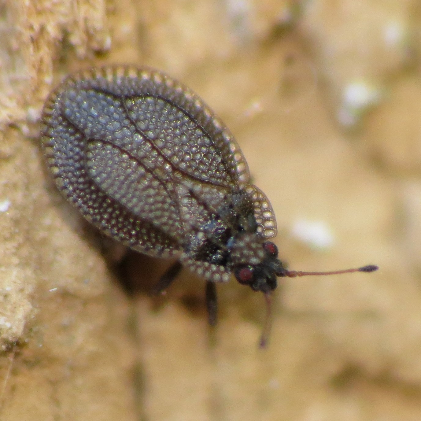 Acalypta