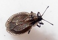 Acalypta