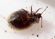 Acalypta