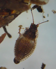 Acalypta