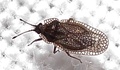Acalypta