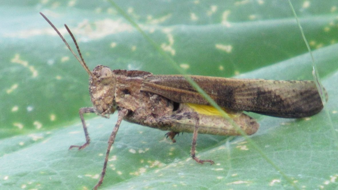 Lactista elota