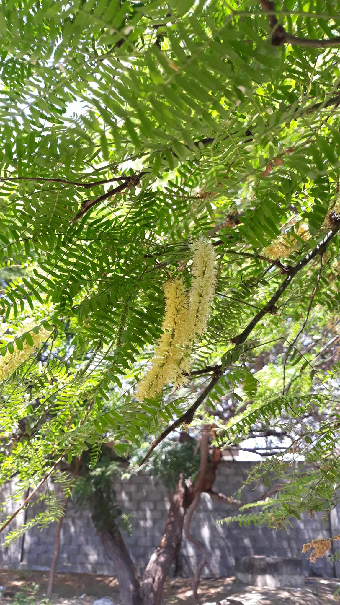 Neltuma pallida
