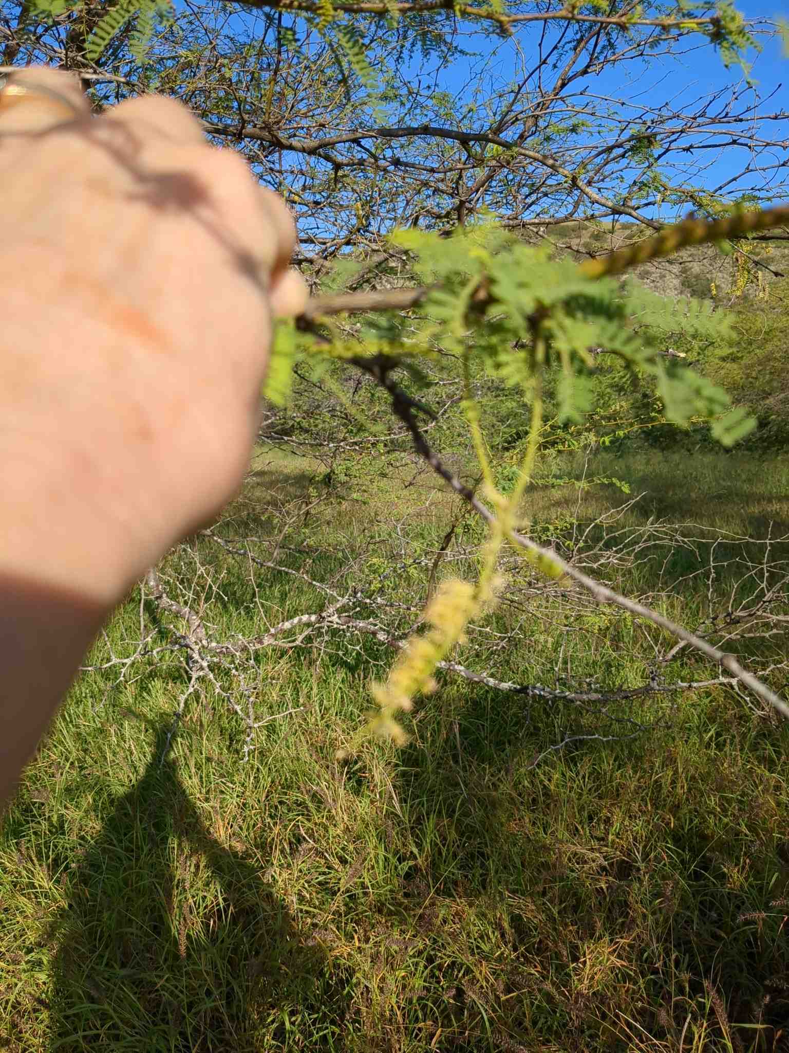 Neltuma pallida