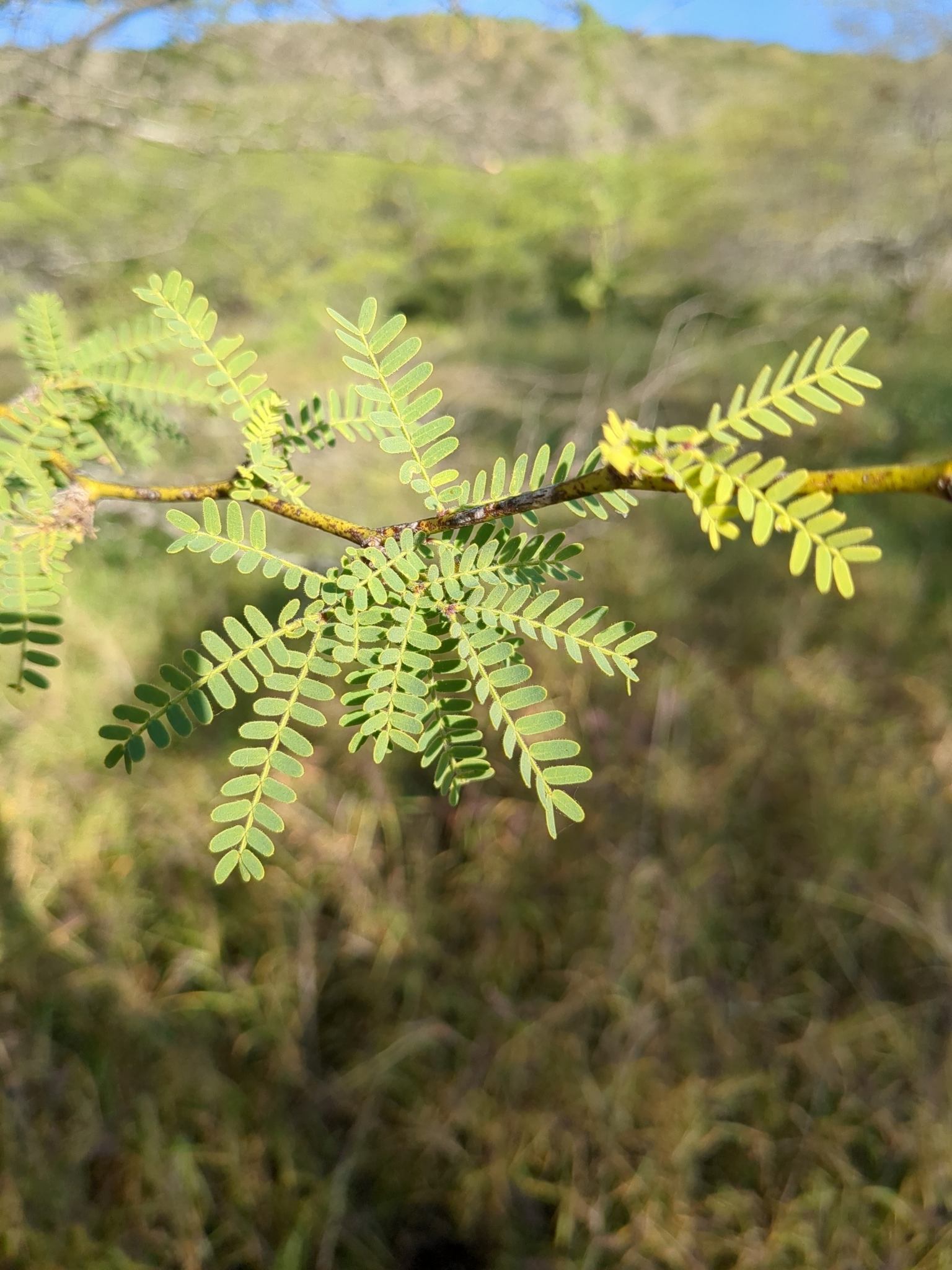 Neltuma pallida