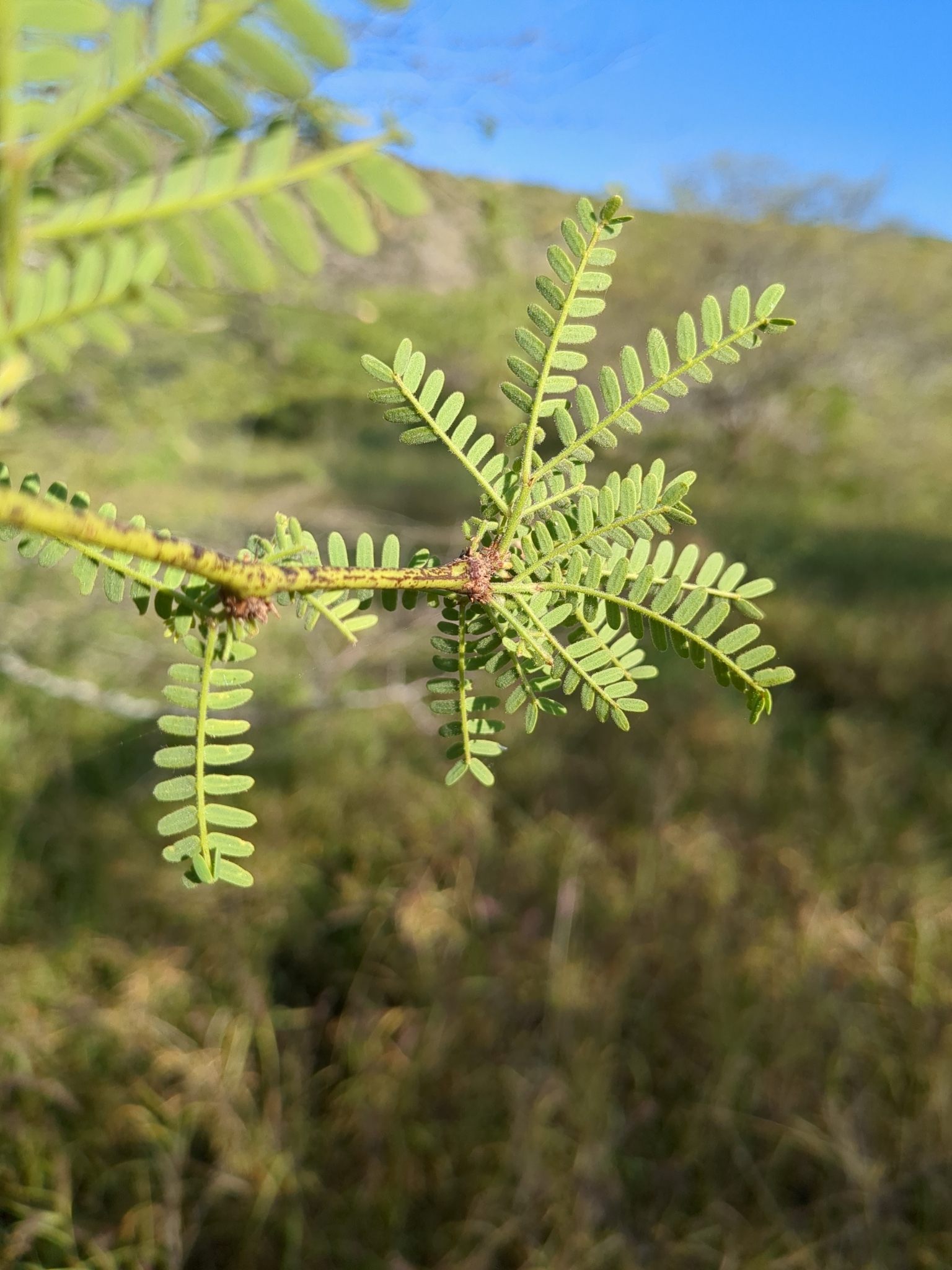 Neltuma pallida