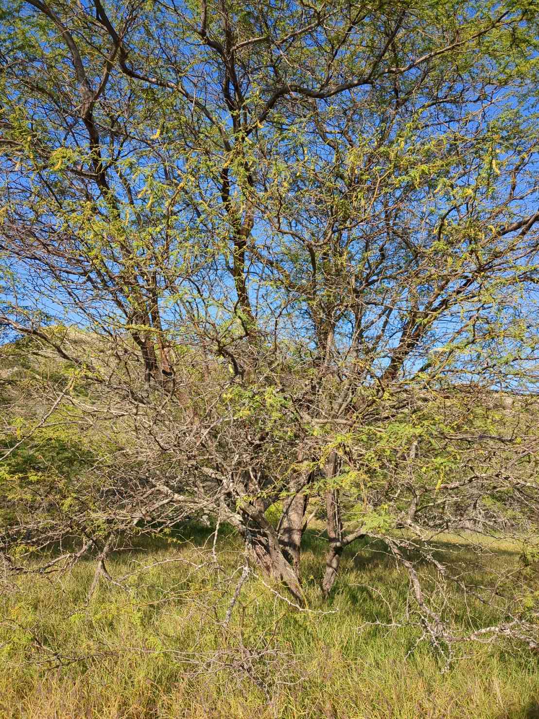 Neltuma pallida