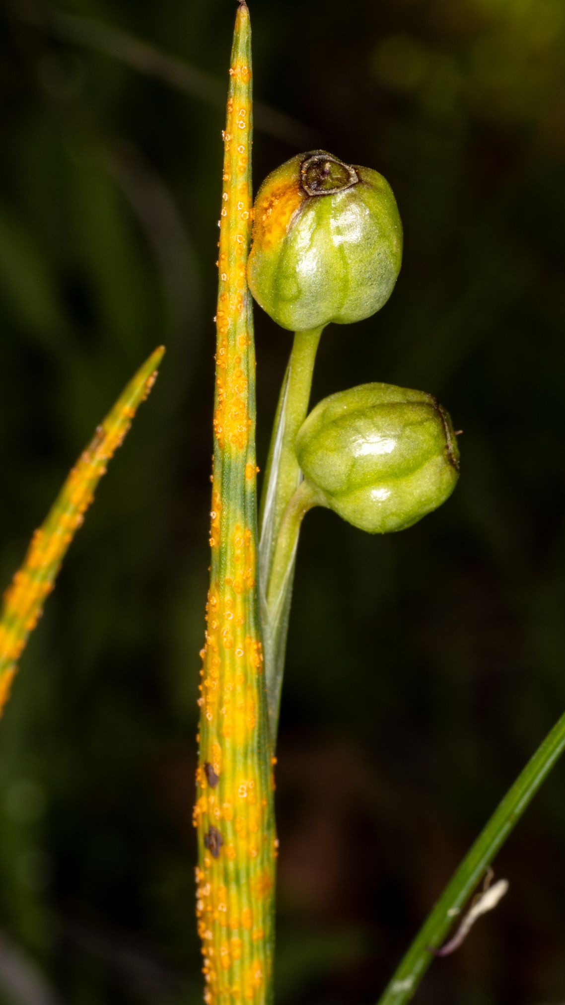 Uromyces probus