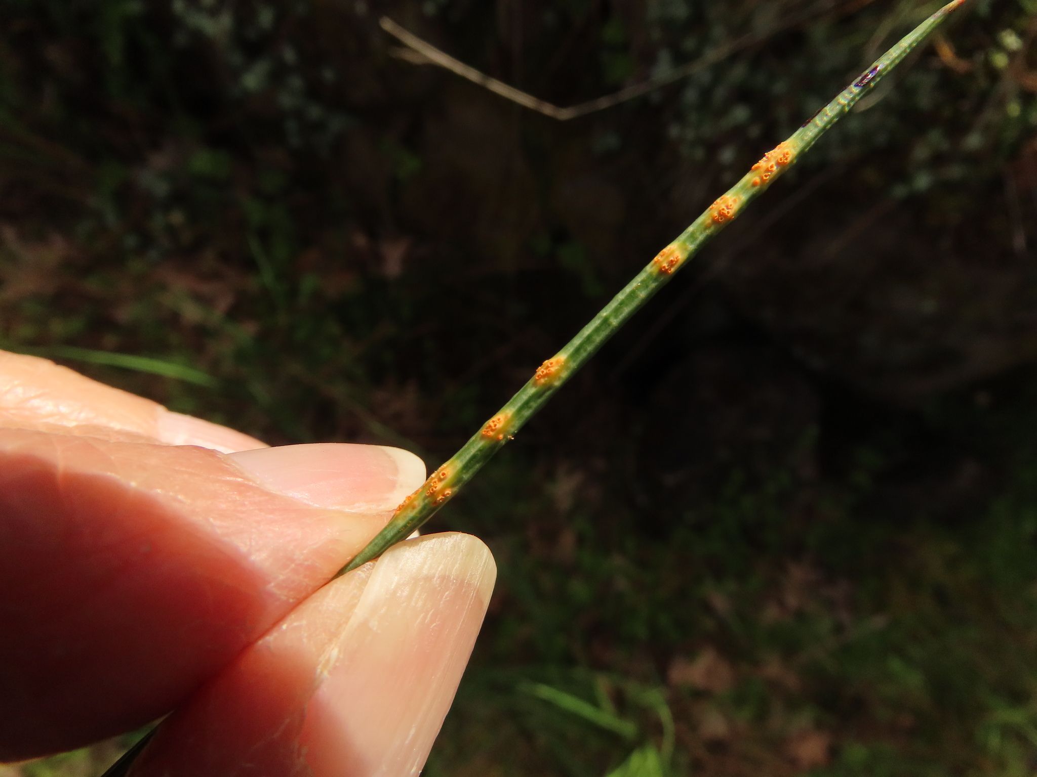 Uromyces probus