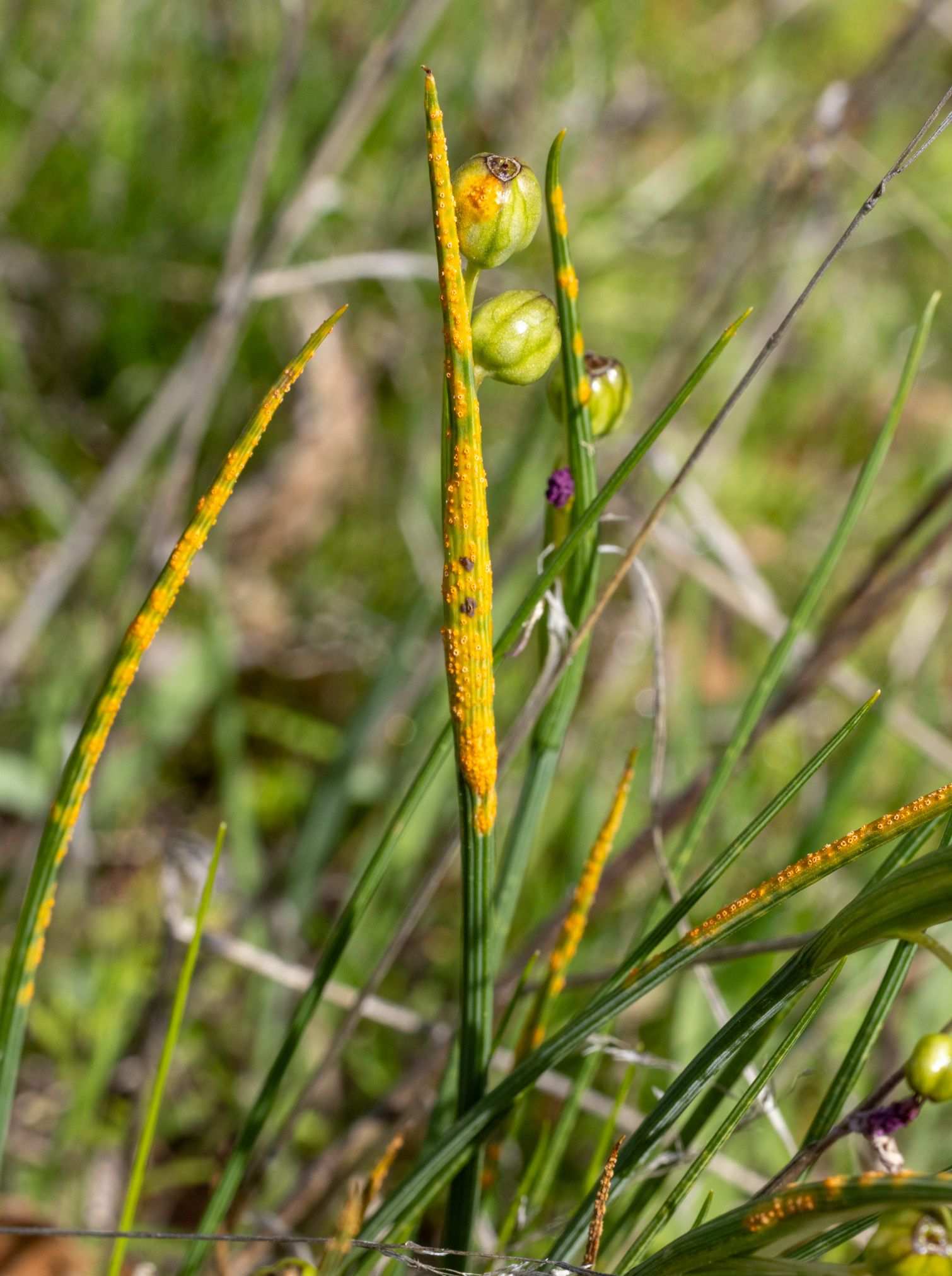 Uromyces probus