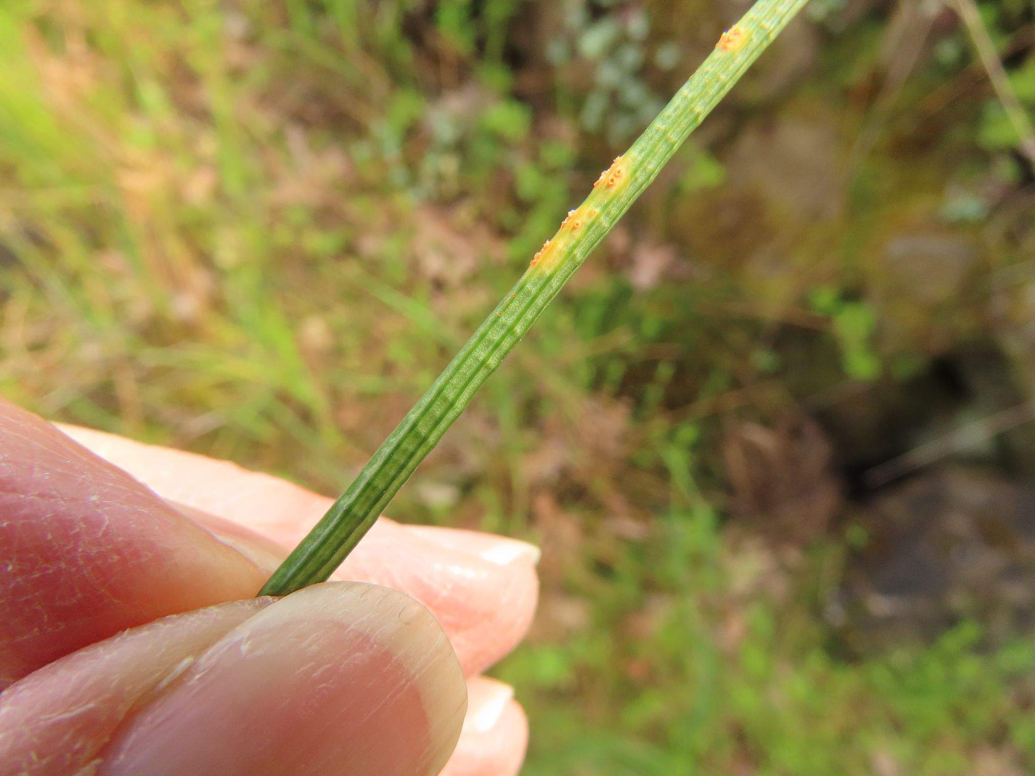 Uromyces probus