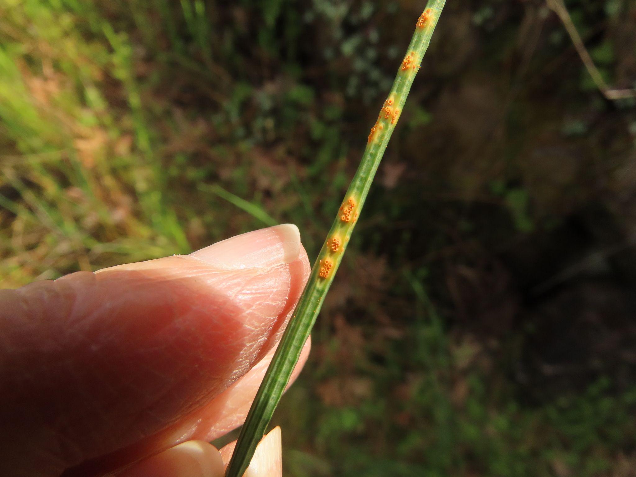 Uromyces probus