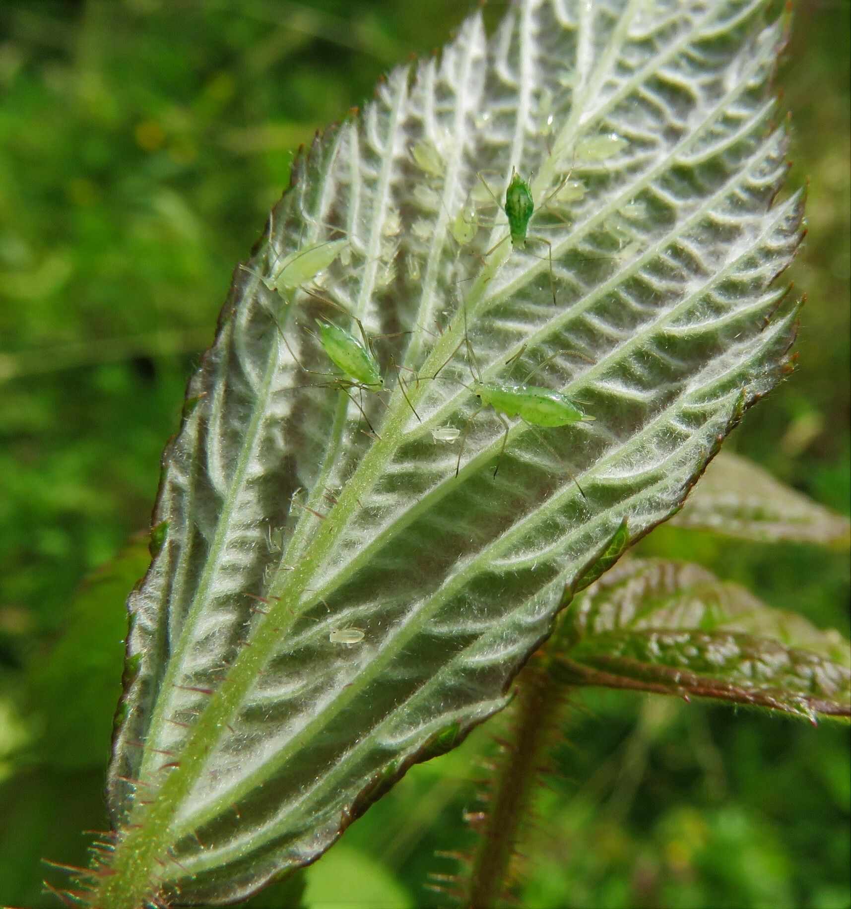 Amphorophora agathonica