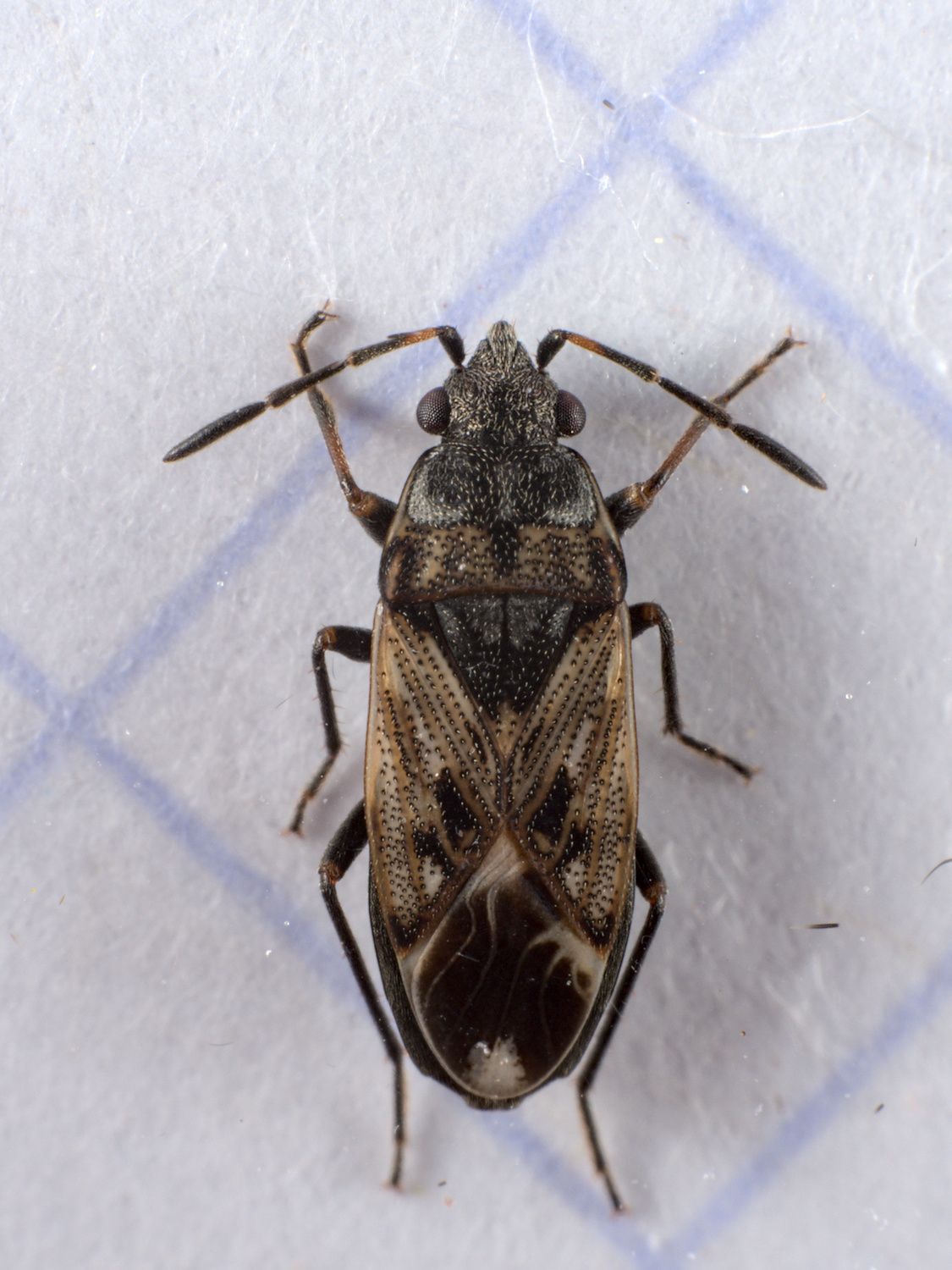 Peritrechus lundii