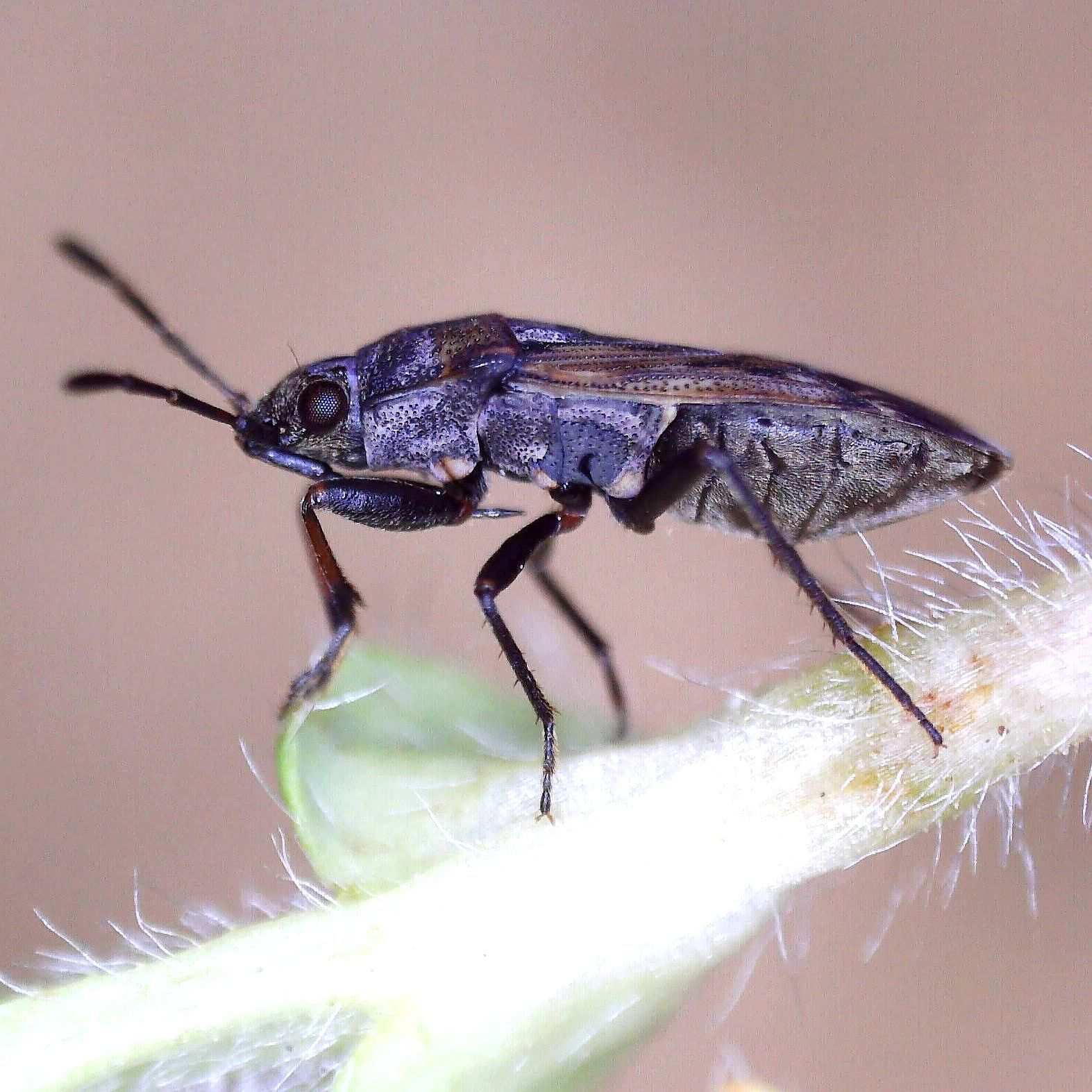Peritrechus lundii