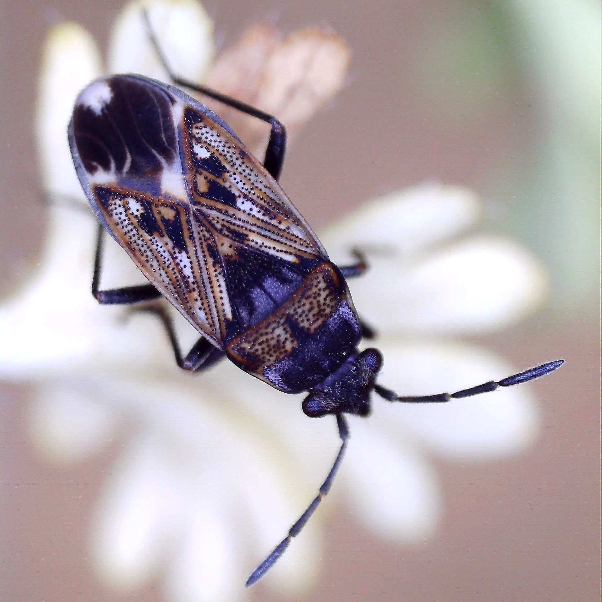 Peritrechus lundii